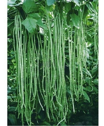 Benefícios Nutricionais e Medicinais do Quiabo de Metro