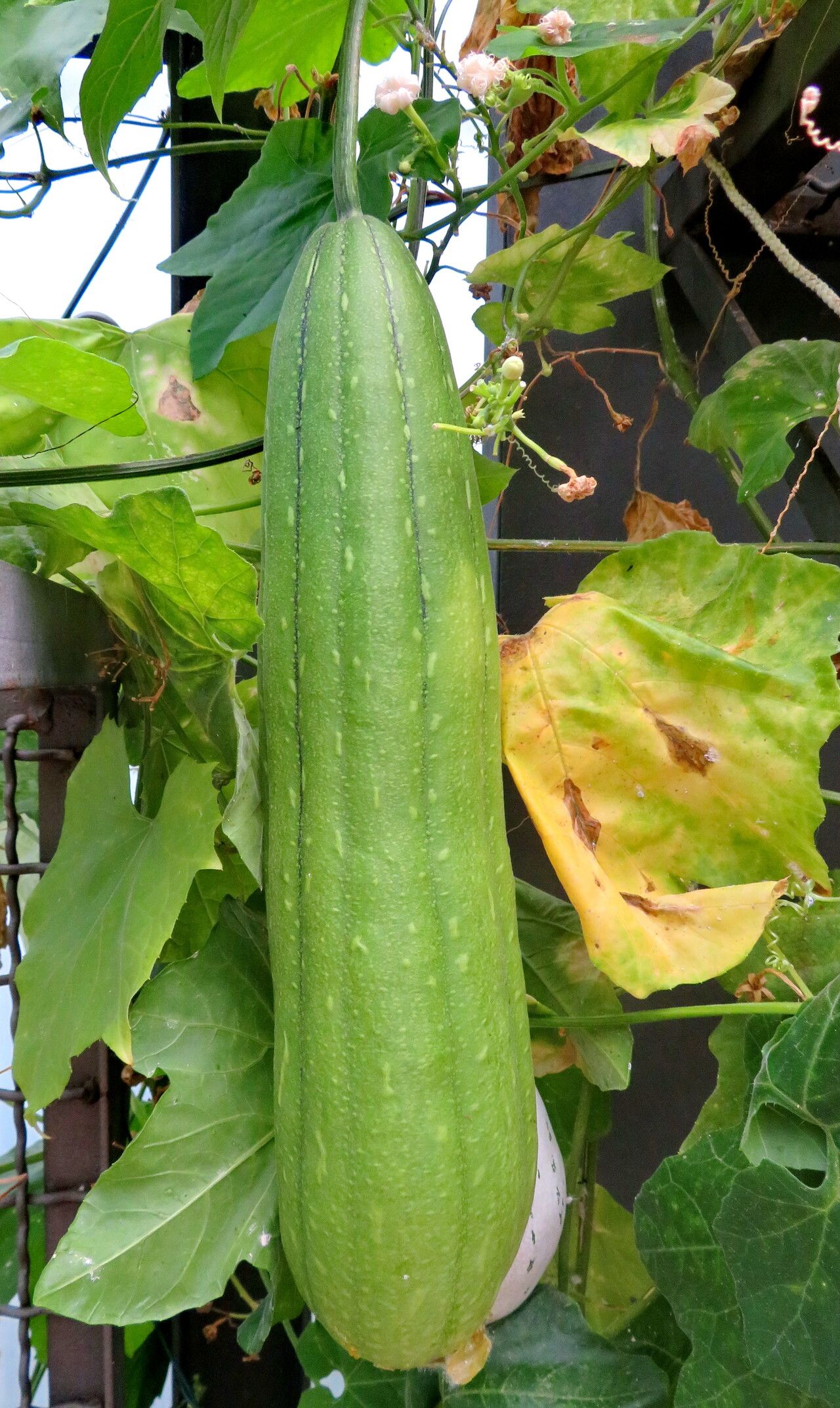 como plantar quiabo de metro