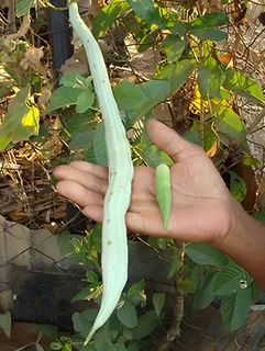 10 Receitas Incríveis com Quiabo de Metro