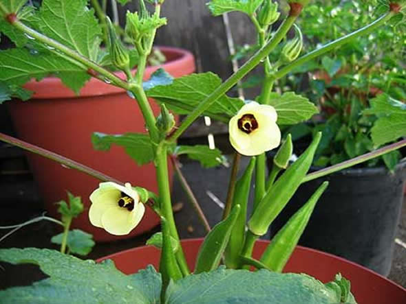 Melhores adubos para quiabo em vaso