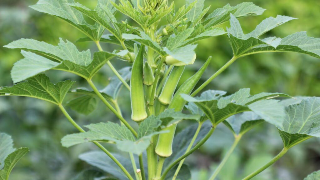 como plantar quiabo em vaso