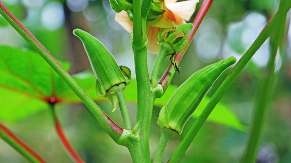 Receitas com quiabo fresco