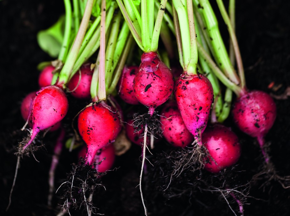 A História Fascinante por Trás das Variedades de Rabanetes Coloridos
