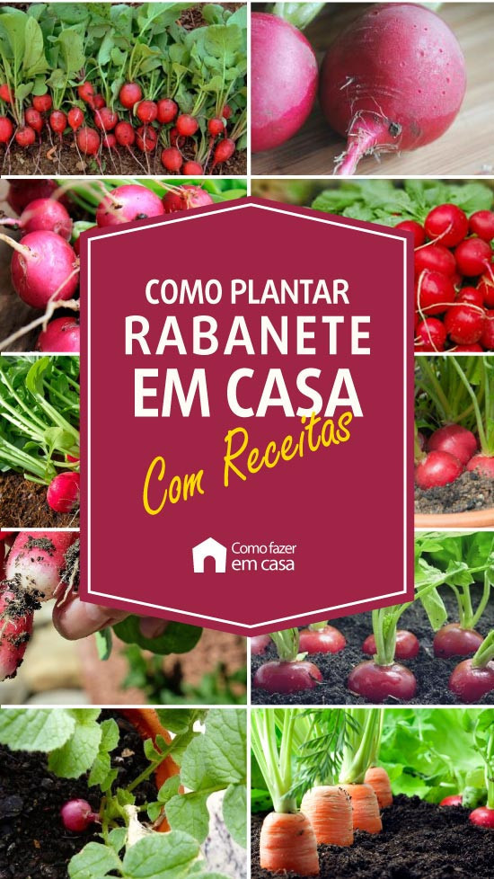 como plantar rabanete colorido