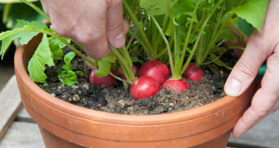 como plantar rabanete em jardineira