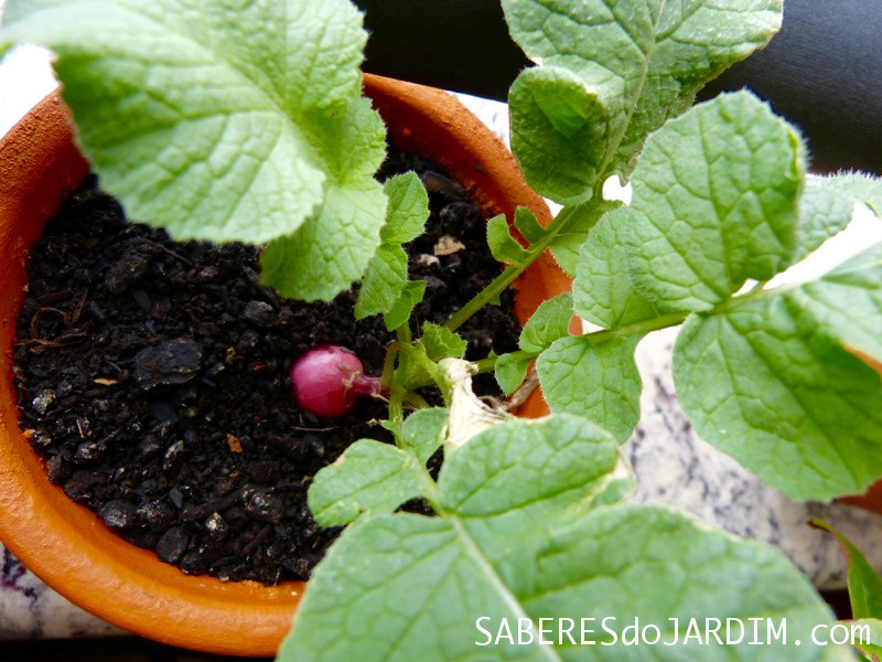 Guia completo: Desbaste de mudas de rabanete para melhor desenvolvimento