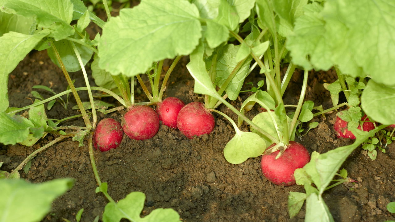 Receitas deliciosas com rabanete fresco