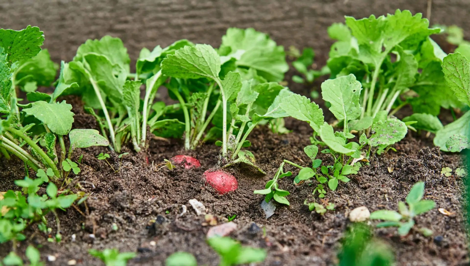 Como escolher a jardineira ideal para suas hortaliças