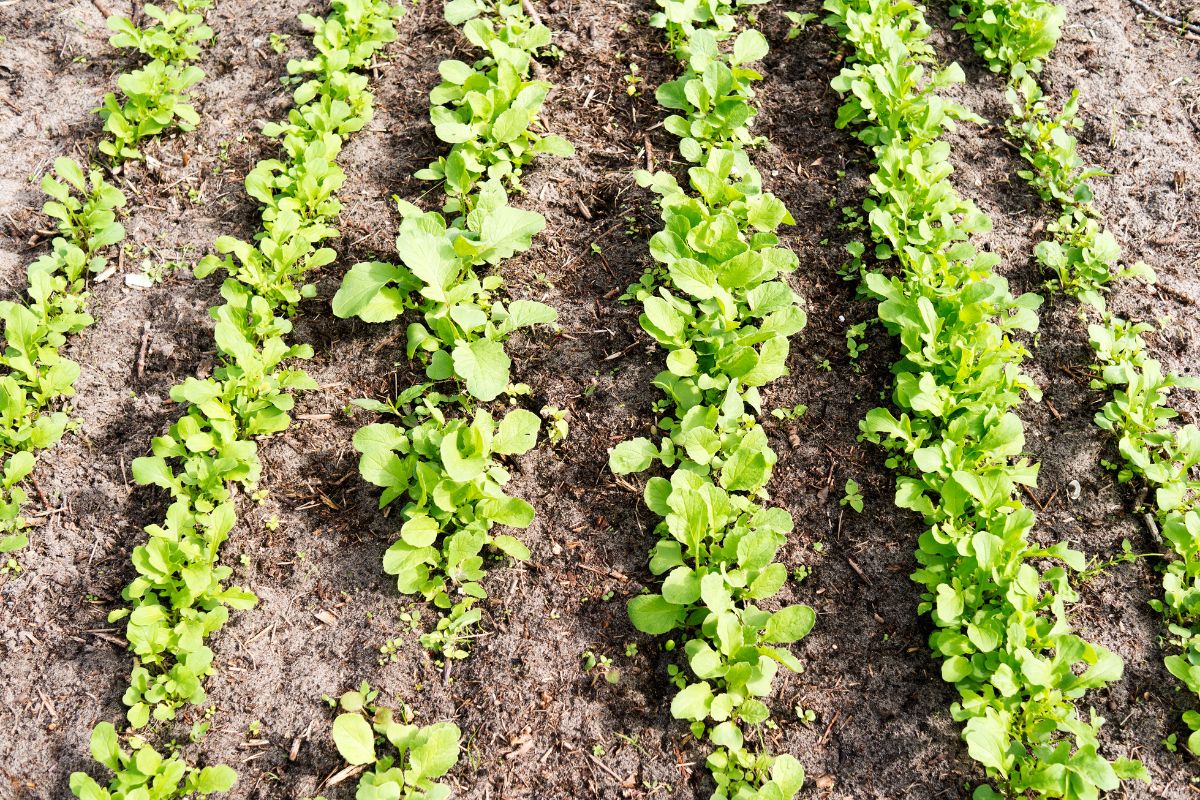 Benefícios da farinha de osso para o cultivo de hortaliças