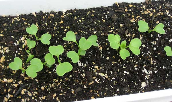 Receitas deliciosas com rabanete fresco