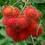 como plantar rambutã