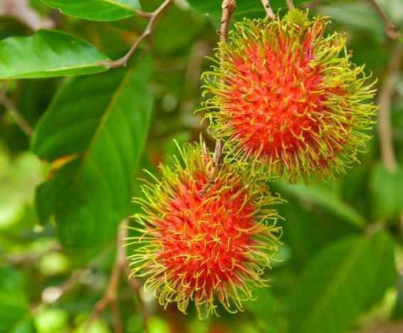 Como escolher a melhor muda de rambutã