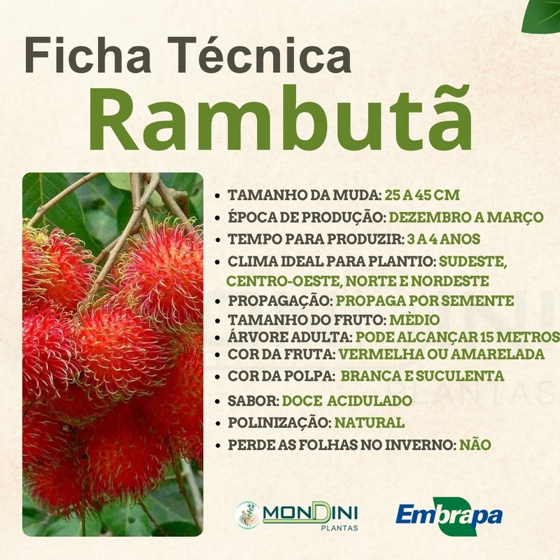 Benefícios da fruta rambutã para a saúde