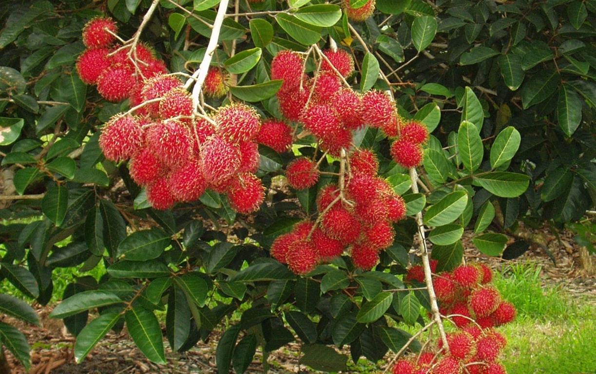 Receitas exóticas com rambutã
