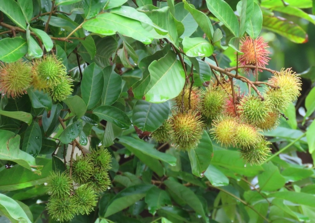 Pragas comuns no cultivo de rambutã e como combatê-las