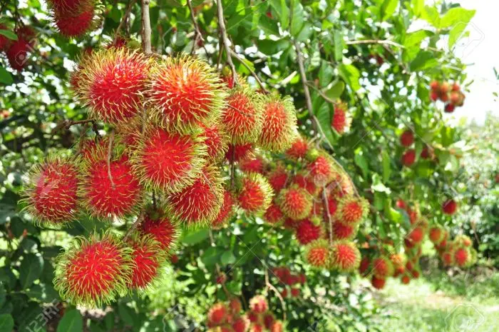Rambutã em vasos: Guia completo para iniciantes