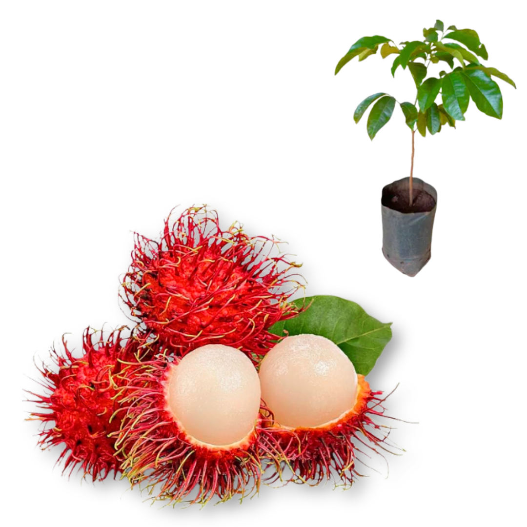 como plantar rambutã