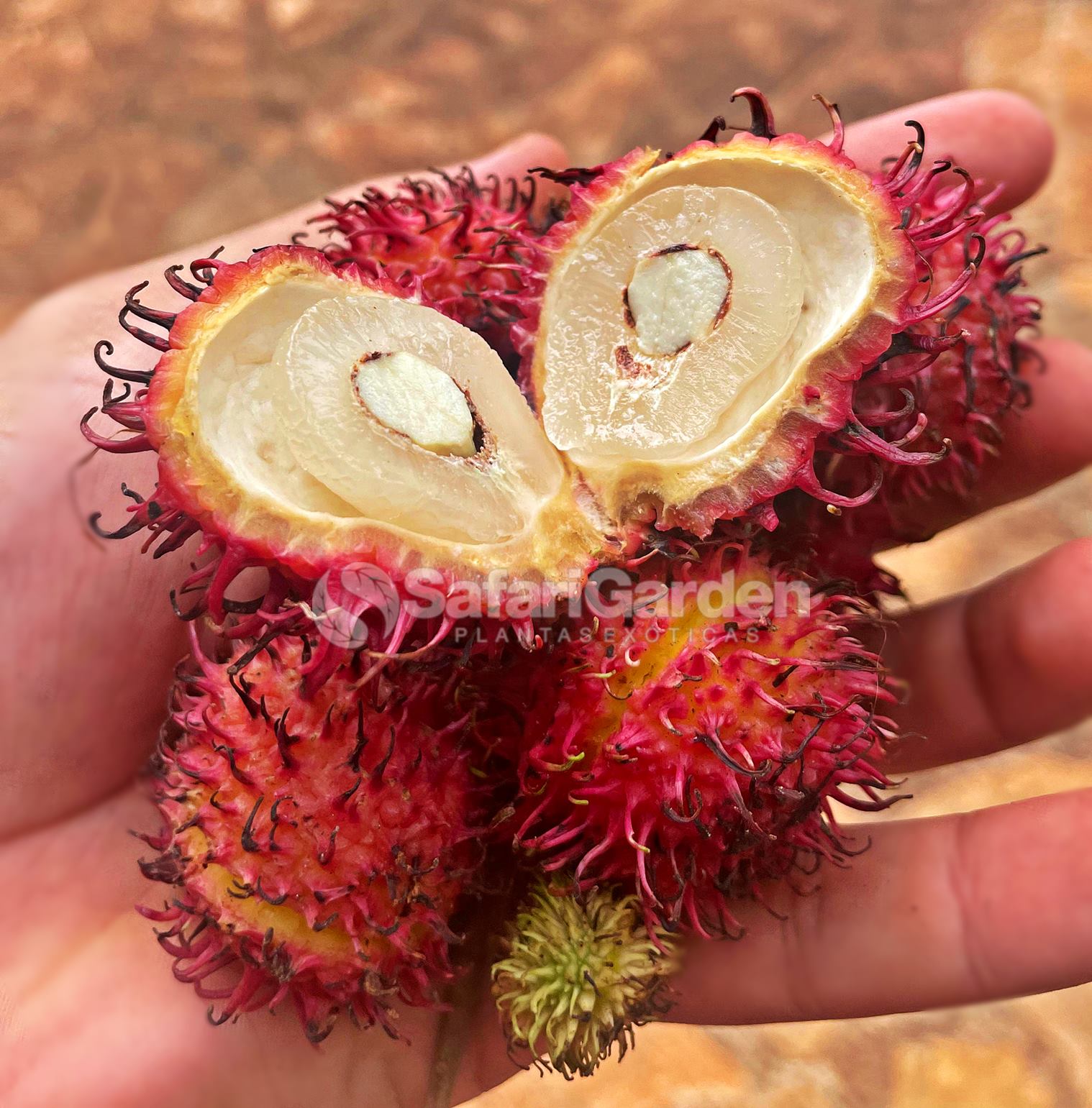 Como escolher a melhor muda de rambutã