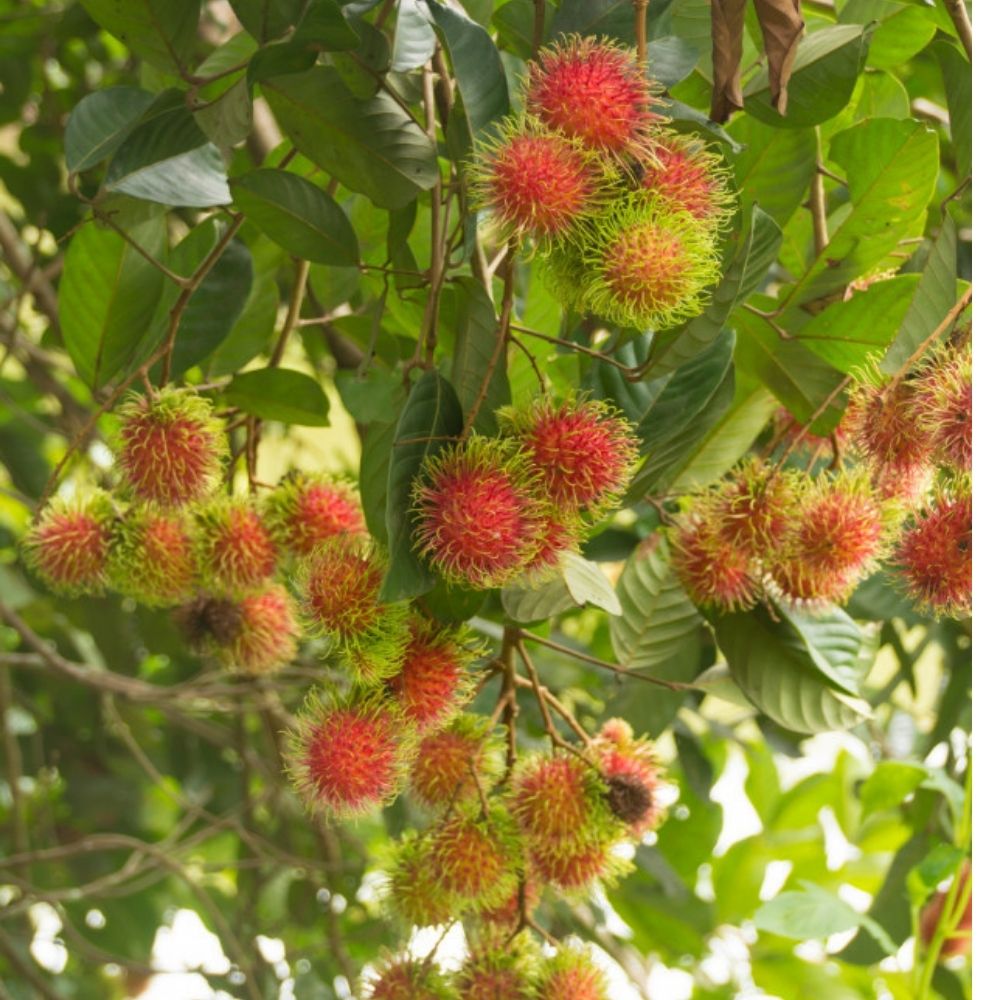 Benefícios da fruta rambutã para a saúde