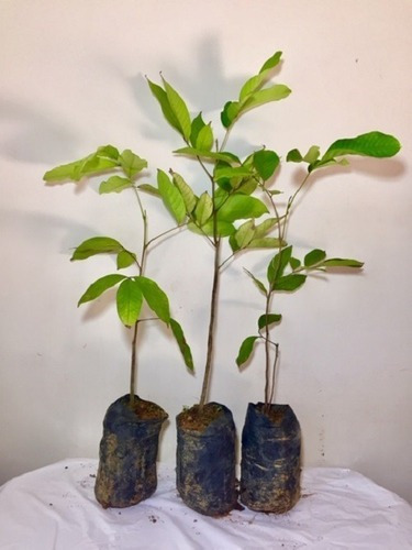 Receitas exóticas com rambutã