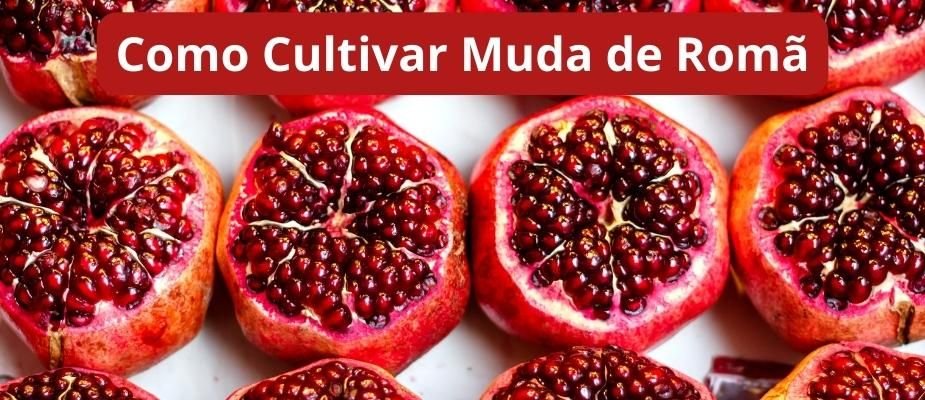 Poda de inverno: O segredo para uma romãzeira produtiva