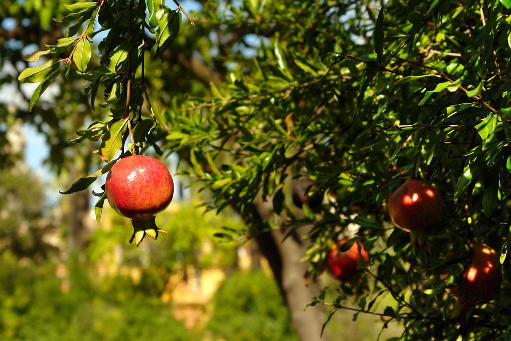 Romã em vaso: Dicas para o sucesso no cultivo em apartamento