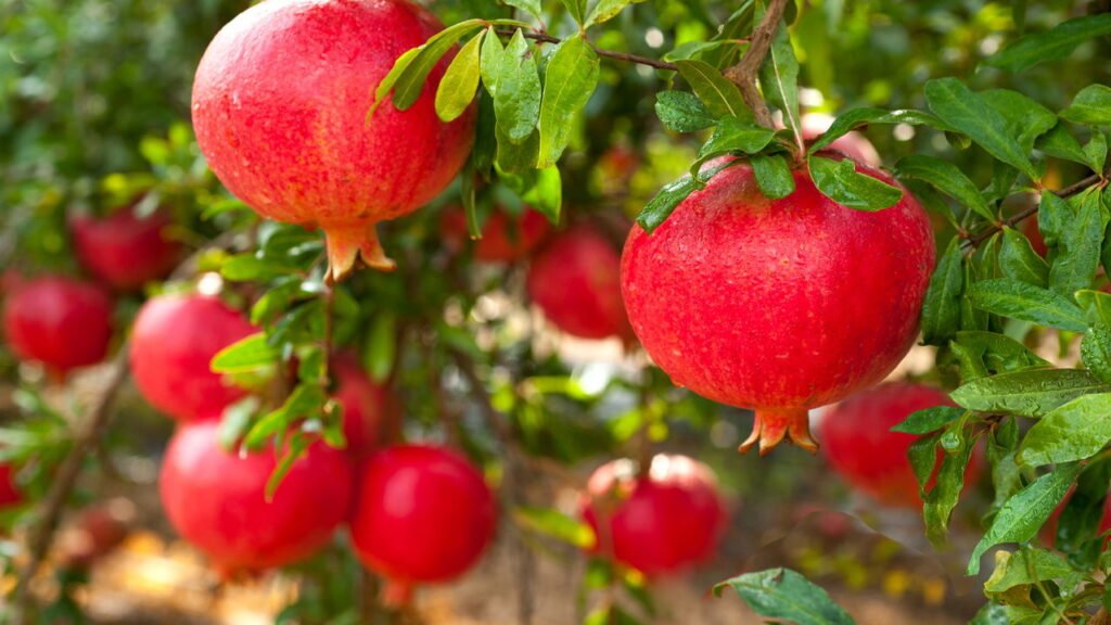Poda de inverno: O segredo para uma romãzeira produtiva