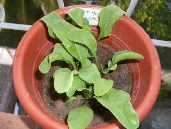 Como Combater Pragas na Rúcula Caseira