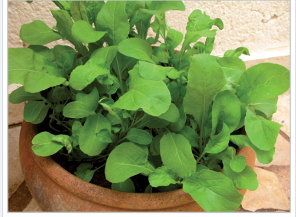 Receitas Deliciosas com Rúcula Fresca