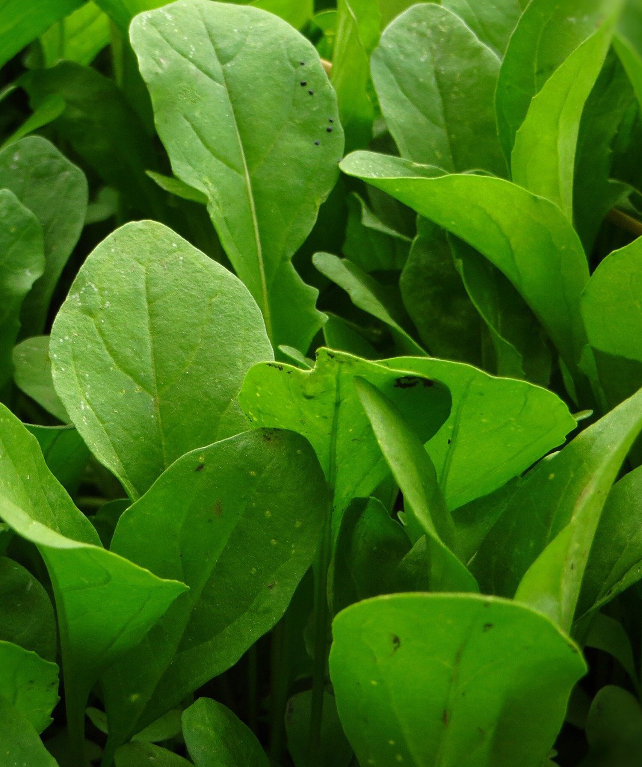 5 Mitos sobre o Cultivo de Rúcula em Vaso