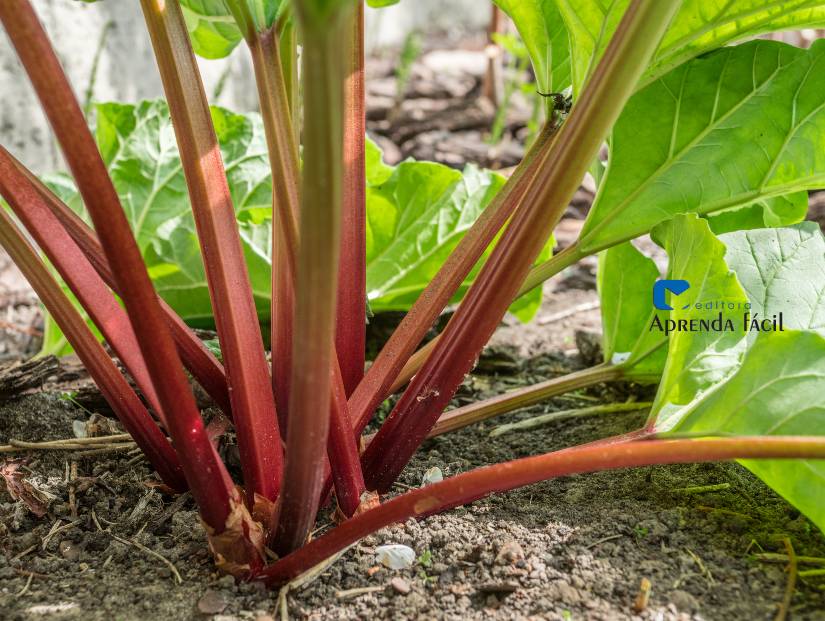 como plantar ruibarbo no brasil