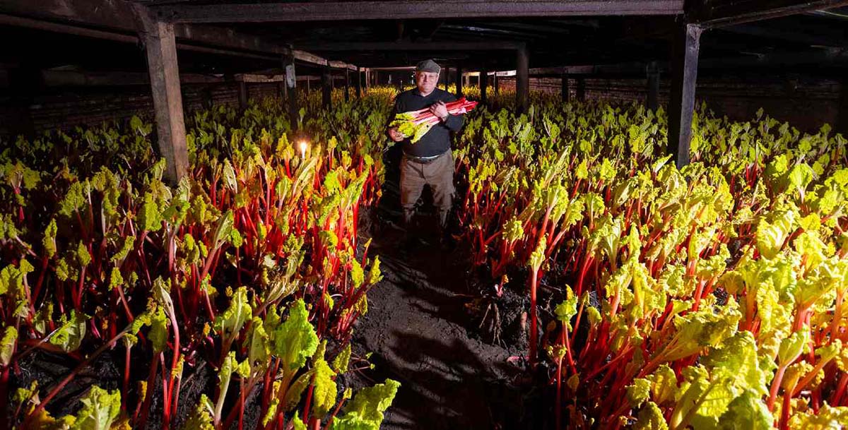 Guia completo de receitas com ruibarbo