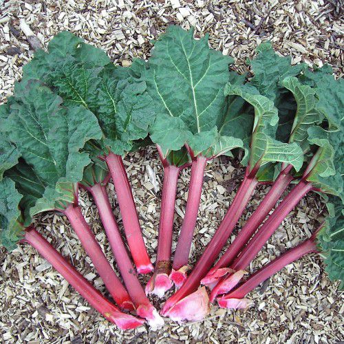 Ruibarbo: perigos e cuidados essenciais