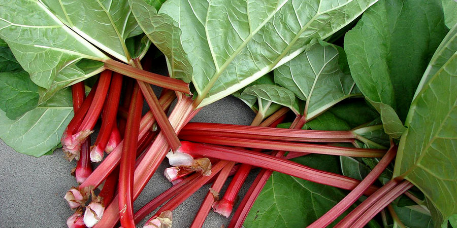 A história do ruibarbo no Brasil: da Serra Gaúcha para o mundo