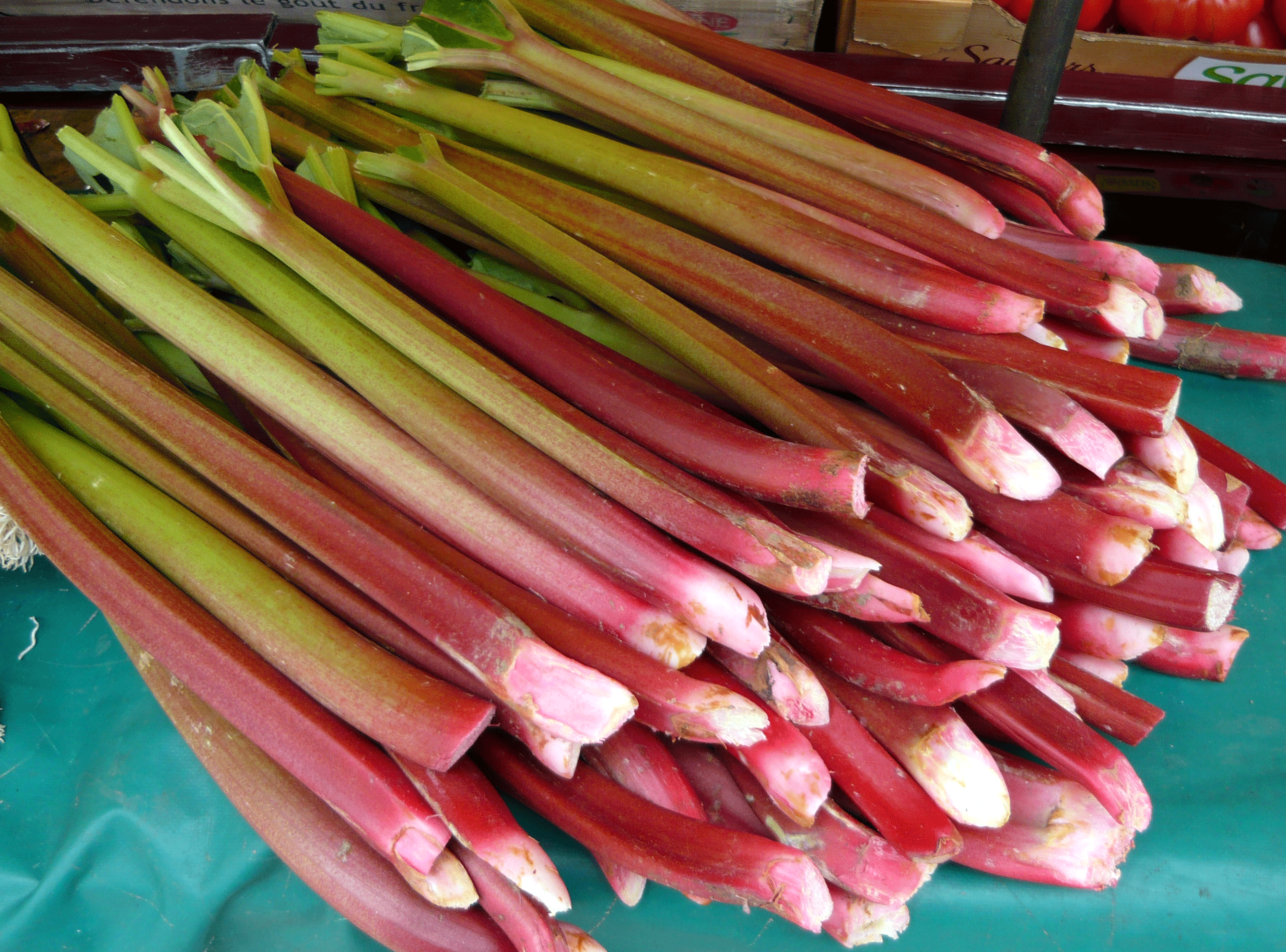 Ruibarbo: perigos e cuidados essenciais