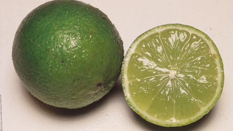 como plantar semente de limão