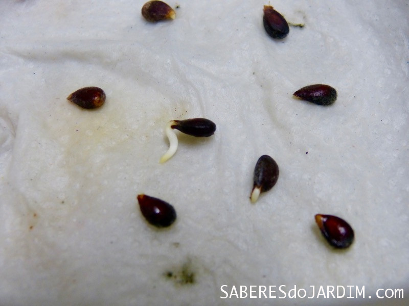 Guia Completo de Enxertia de Macieiras