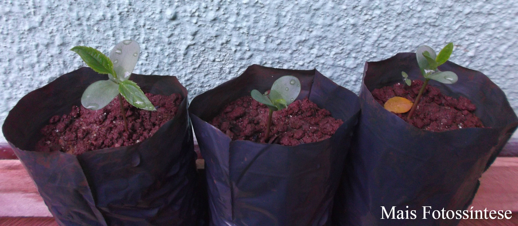 Como Identificar e Tratar Pragas Comuns em Macieiras