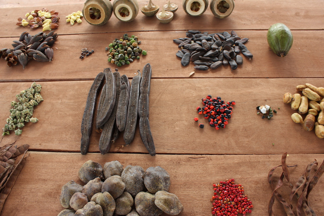 As 5 melhores árvores para plantar a partir de sementes no Brasil