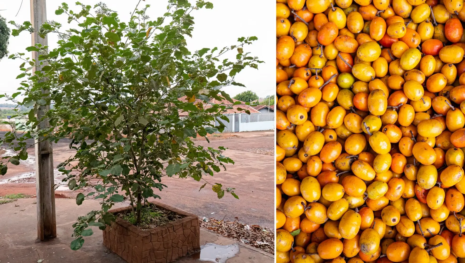 5 erros comuns ao plantar seriguela em vaso