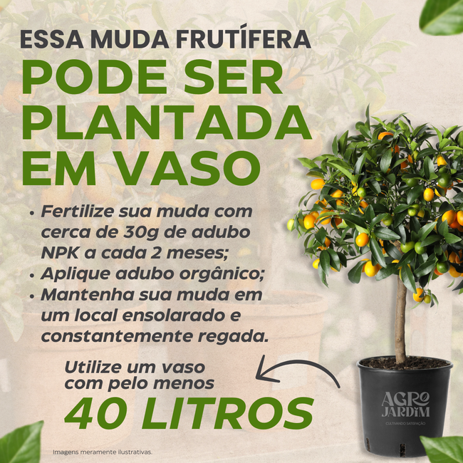 Receitas com seriguela: do suco à geleia