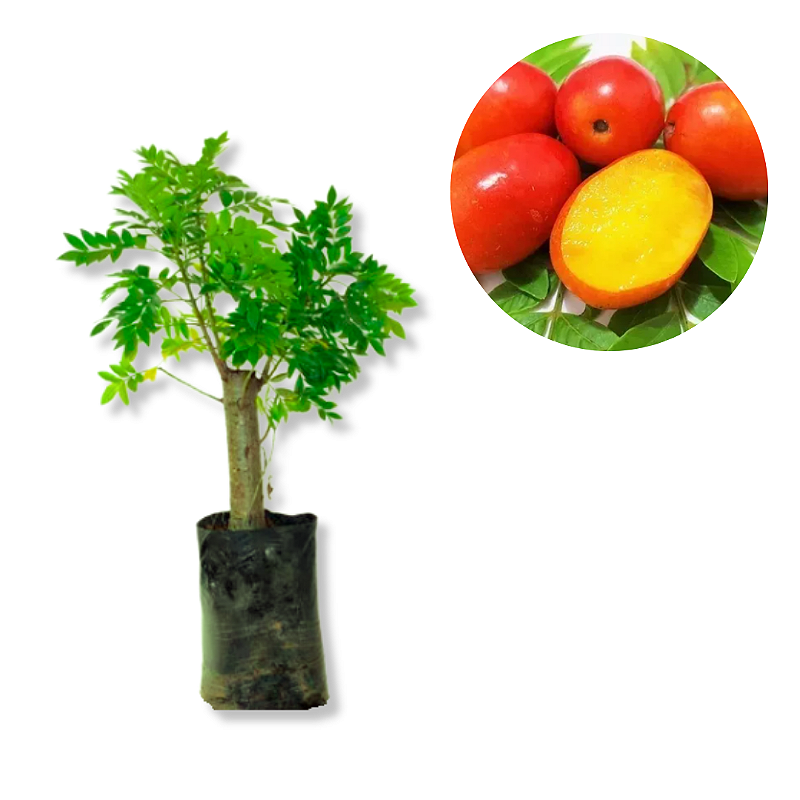 5 erros comuns ao plantar seriguela em vaso