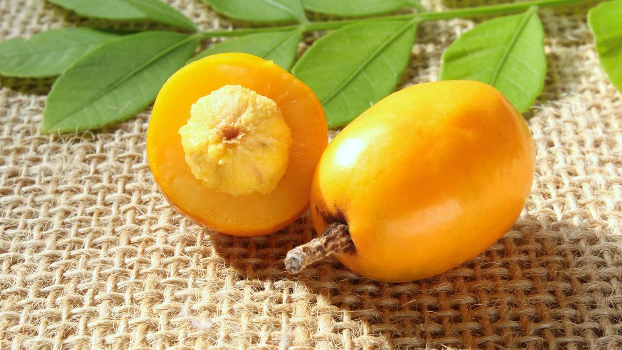 Como escolher o vaso ideal para sua seriguela