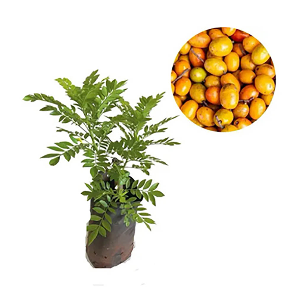 Benefícios de ter uma seriguela em casa