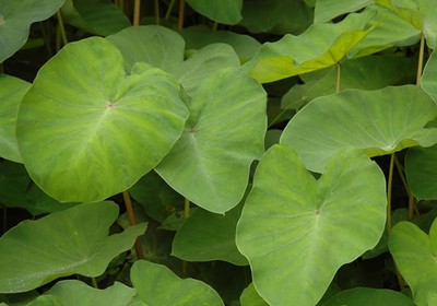 Como identificar a taioba comestível e evitar intoxicações