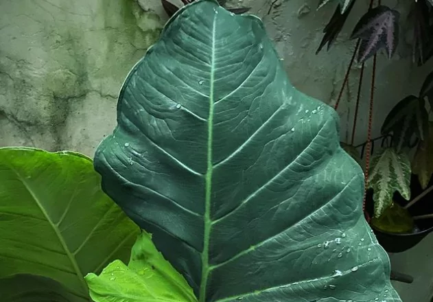 Plantio de taioba em vasos: dicas para hortas urbanas