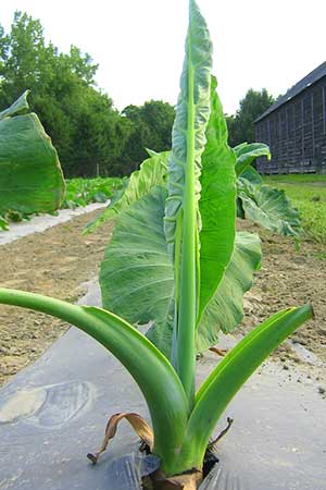 Receitas deliciosas com taioba: do refogado ao creme