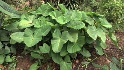 Plantio de taioba em vasos: dicas para hortas urbanas