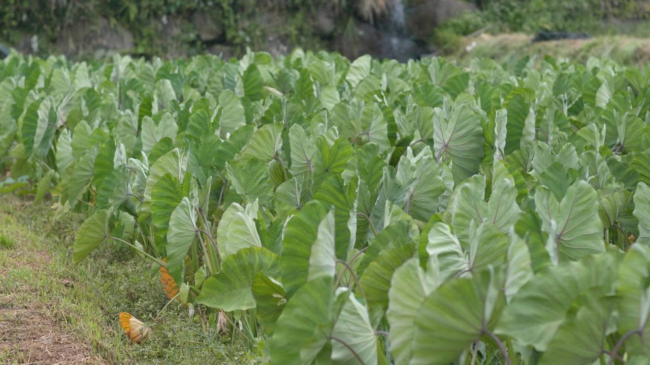 Como identificar a taioba comestível e evitar intoxicações