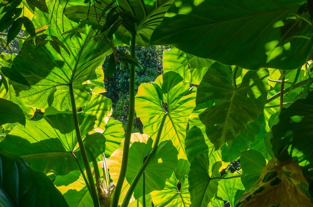 Receitas deliciosas com taioba: do refogado ao creme